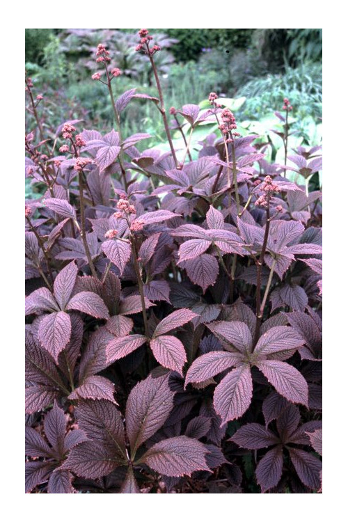 Rodgersja 'Chocolate Wings' Rodgersia pinnata