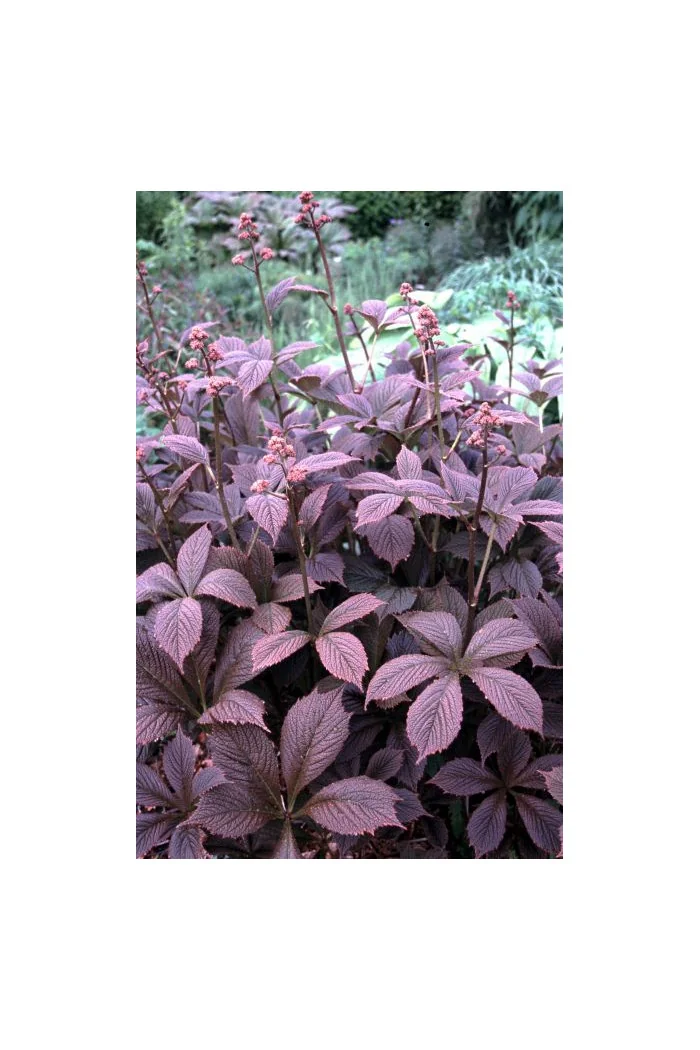 Rodgersja 'Chocolate Wings' Rodgersia pinnata