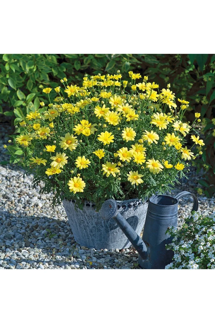 Złocień krzewiasty (Rumianek) 'Yellow' Argyranthemum