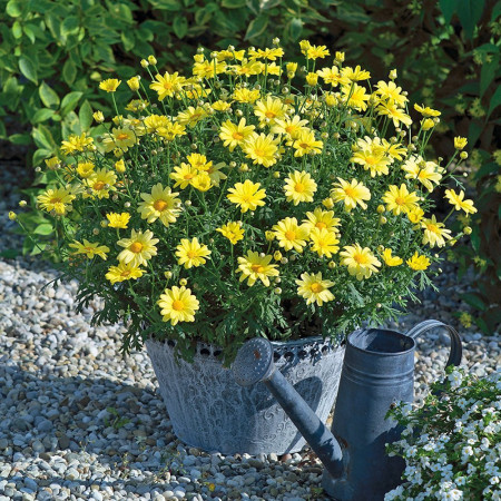Złocień krzewiasty (Rumianek) 'Yellow' Argyranthemum