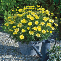 Złocień krzewiasty (Rumianek) 'Yellow' Argyranthemum