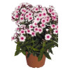 Floks wiechowaty 'Flame Pro Soft Pink' | Phlox panniculata
