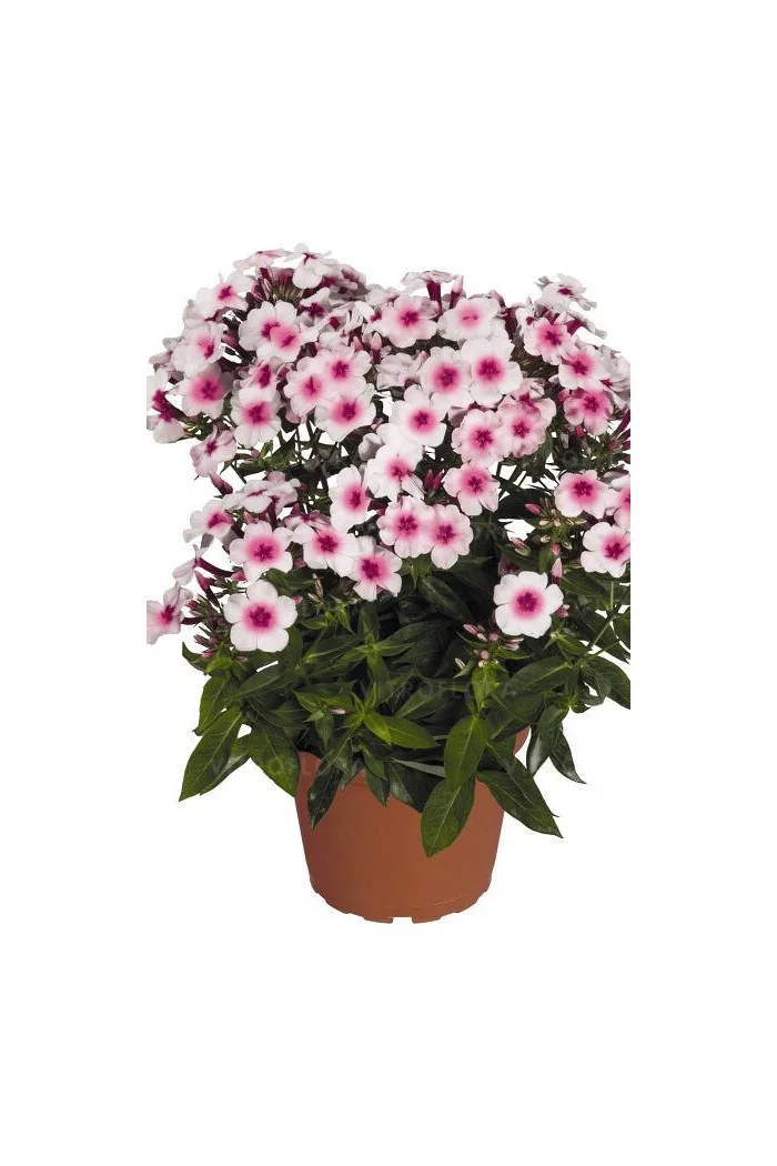 Floks wiechowaty 'Flame Pro Soft Pink' | Phlox panniculata
