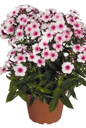 Floks wiechowaty 'Flame Pro Soft Pink' | Phlox panniculata