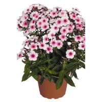 Floks wiechowaty 'Flame Pro Soft Pink' | Phlox panniculata