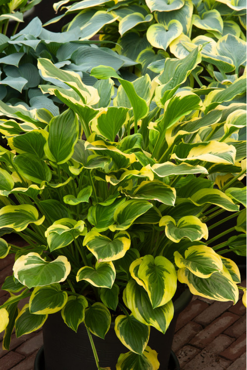 Funkia 'So Sweet' | Hosta