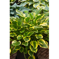 Funkia 'So Sweet' | Hosta