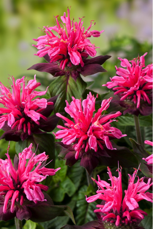 Pysznogłówka 'Pink Lace' | Monarda