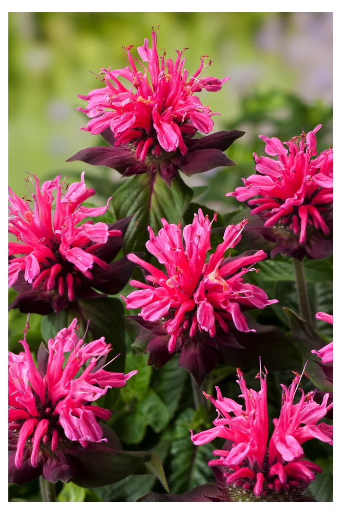 Pysznogłówka 'Pink Lace' | Monarda