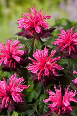 Pysznogłówka 'Pink Lace' | Monarda