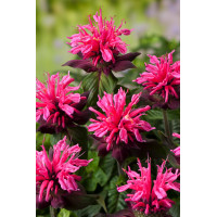 Pysznogłówka 'Pink Lace' | Monarda