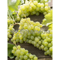 Winorośl 'Mohara' | Vitis