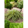 Turzyca oszimska 'Evergold' | Carex oshimensis
