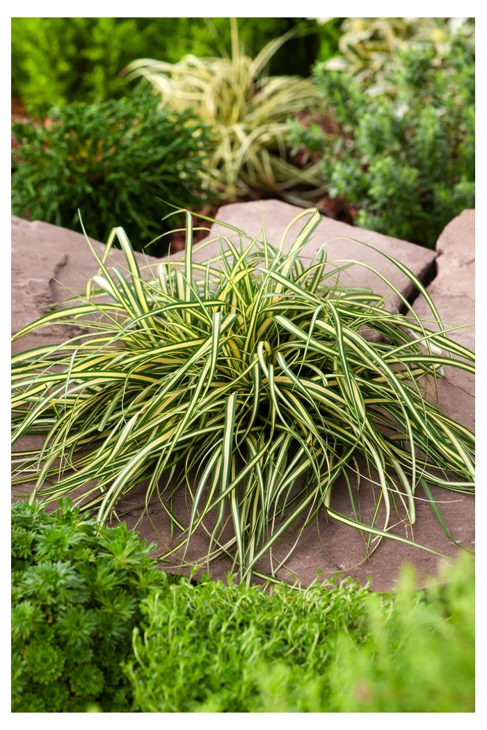 Turzyca oszimska 'Evergold' | Carex oshimensis