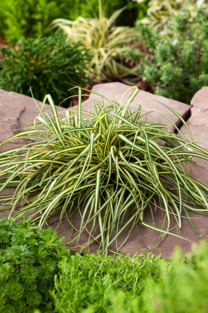 Turzyca oszimska 'Evergold' | Carex oshimensis