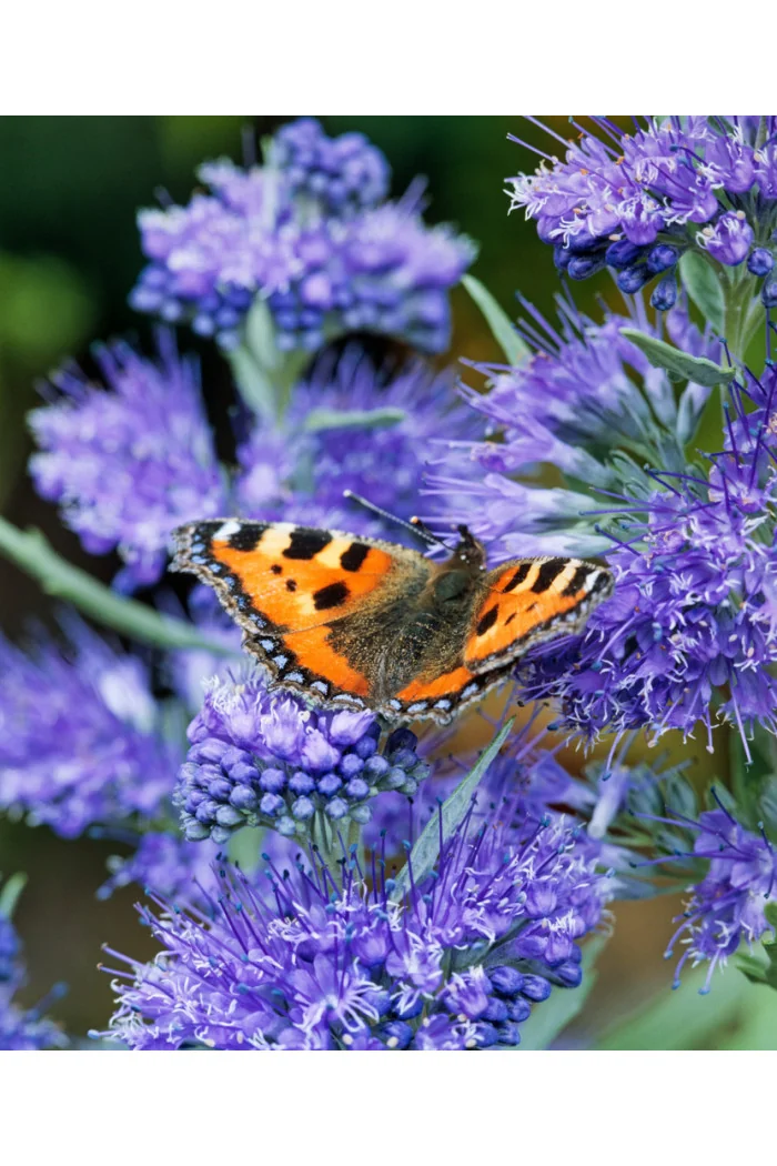Barbula klandońska 'Kew Blue' | Caryopteris x clandonensis