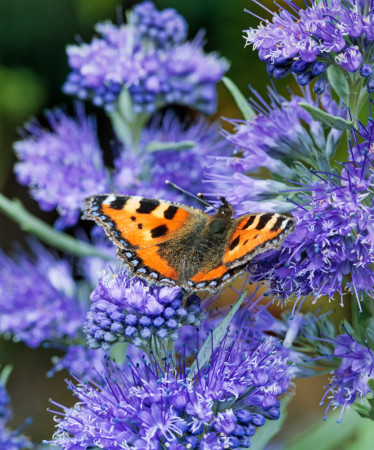 Barbula klandońska 'Kew Blue' | Caryopteris x clandonensis