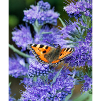 Barbula klandońska 'Kew Blue' | Caryopteris x clandonensis