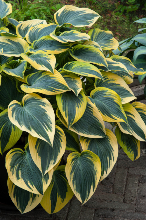Funkia 'First Frost' Hosta