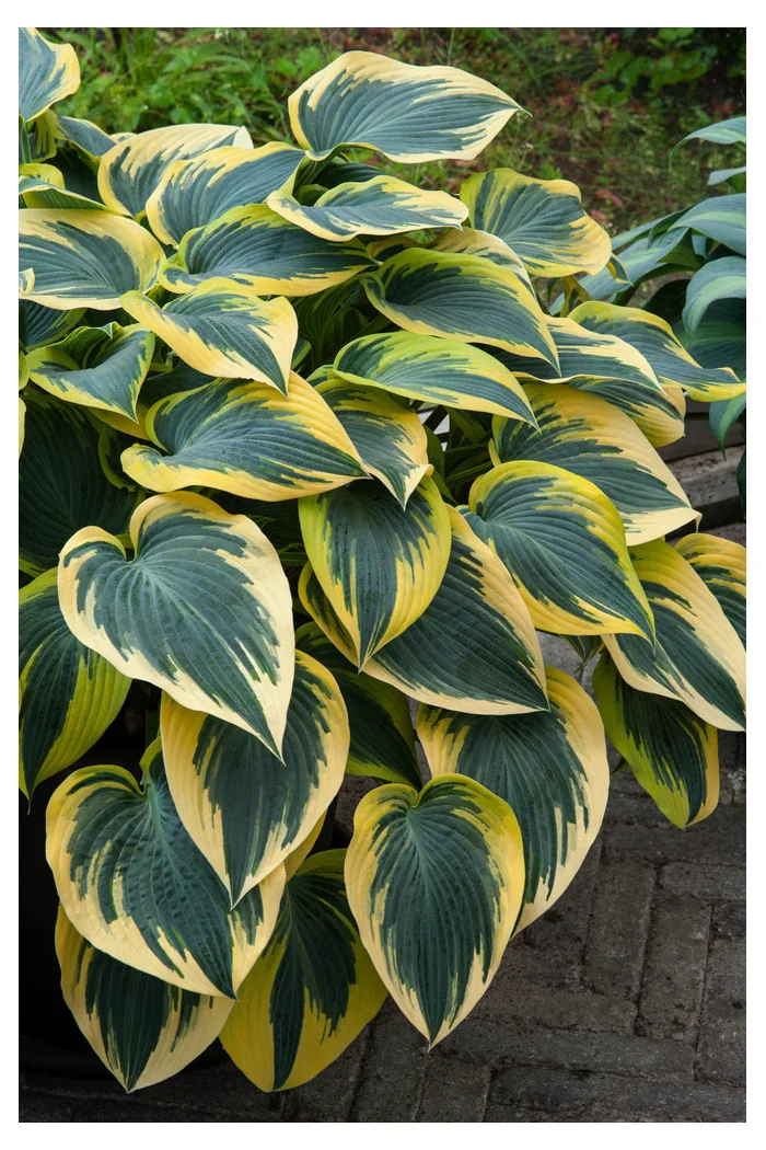 Funkia 'First Frost' Hosta