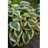 Funkia 'First Frost' Hosta