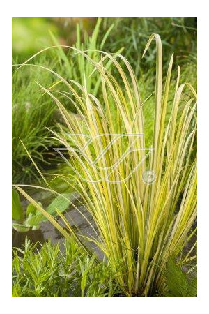 tatarak, tatarak ogon