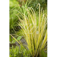 tatarak, tatarak ogon