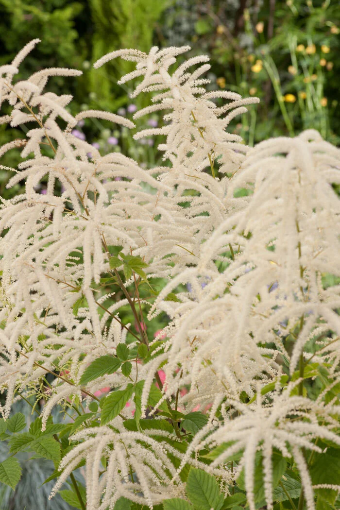 Parzydło leśne | Aruncus dioicus