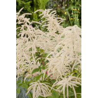 Parzydło leśne | Aruncus dioicus