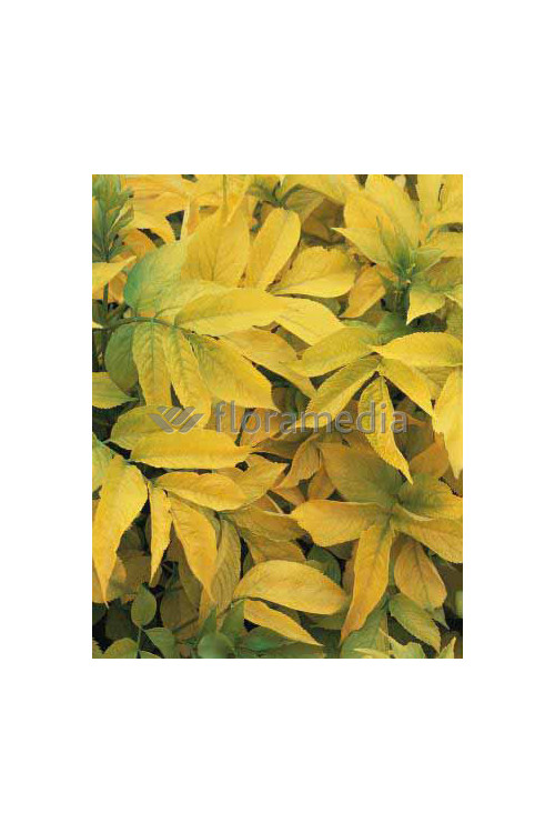 Bez czarny 'Aurea' Sambucus nigra