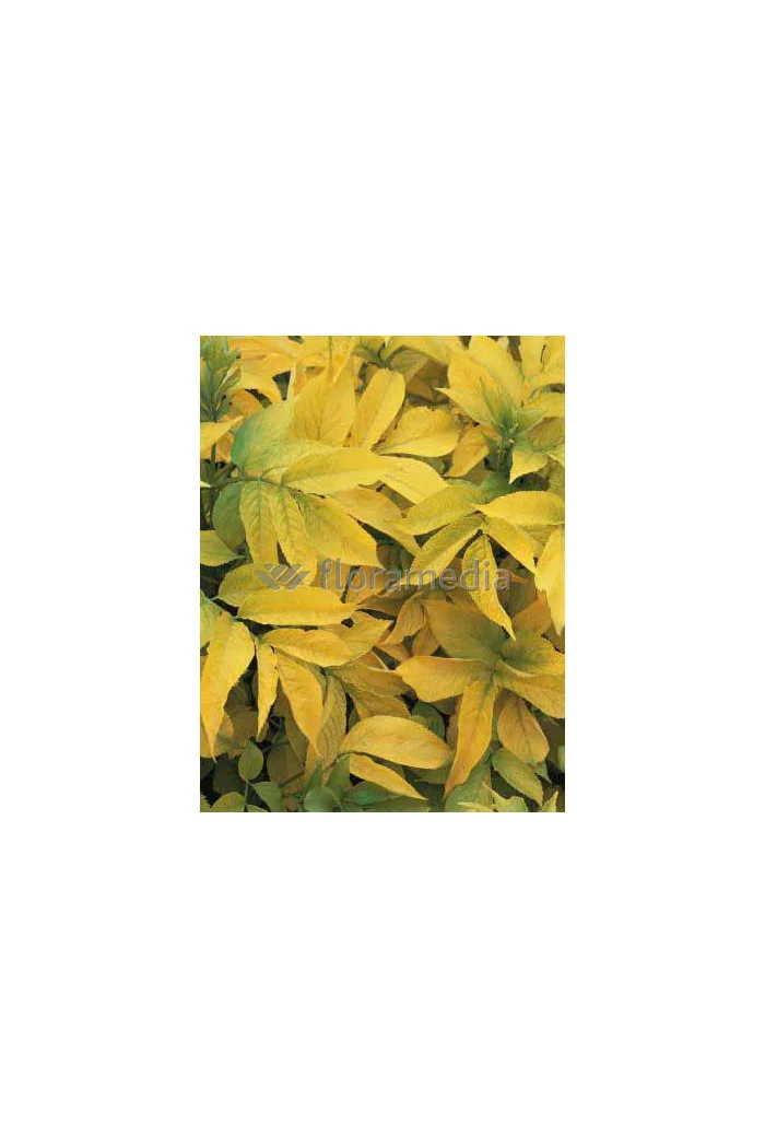 Bez czarny 'Aurea' Sambucus nigra