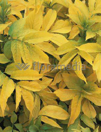 Bez czarny 'Aurea' Sambucus nigra