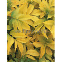 Bez czarny 'Aurea' Sambucus nigra