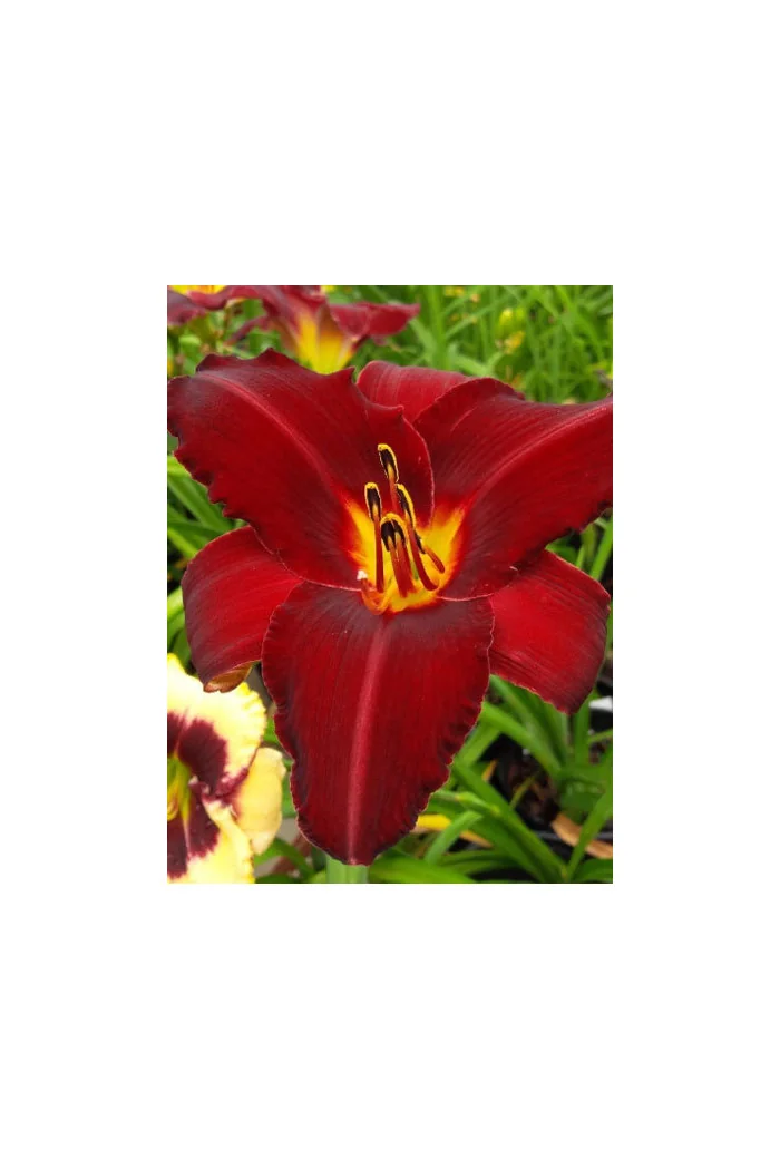 Liliowiec 'Red Pinocchio' | Hemerocallis