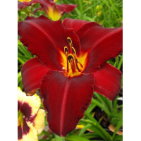 Liliowiec 'Red Pinocchio' | Hemerocallis