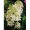 Hortensja bukietowa 'Phantom' Hydrangea paniculata