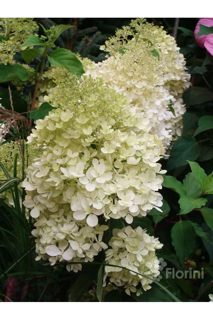 Hortensja bukietowa 'Phantom' Hydrangea paniculata