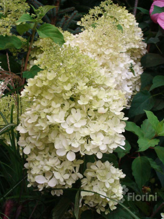 Hortensja bukietowa 'Phantom' Hydrangea paniculata