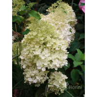 Hortensja bukietowa 'Phantom' Hydrangea paniculata