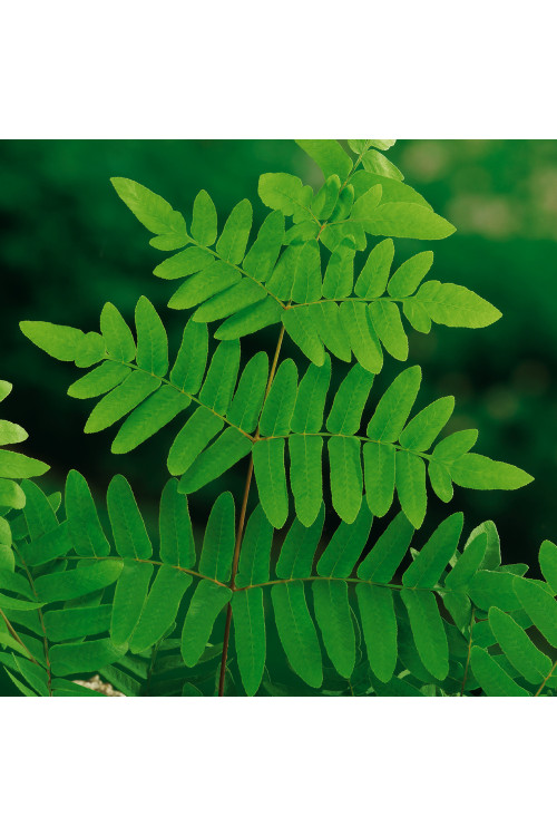 Długosz królewski 'Purpurascens' | Osmunda regalis