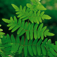 Długosz królewski 'Purpurascens' | Osmunda regalis