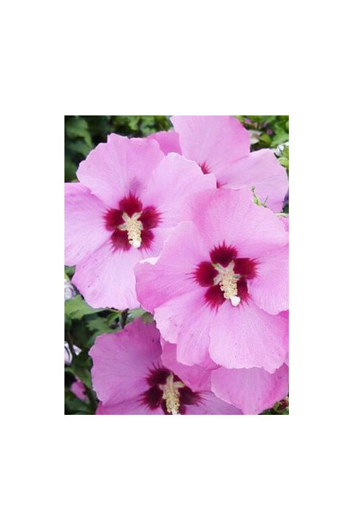 Ketmia syryjska 'Aphrodite' Hibiscus syriacus