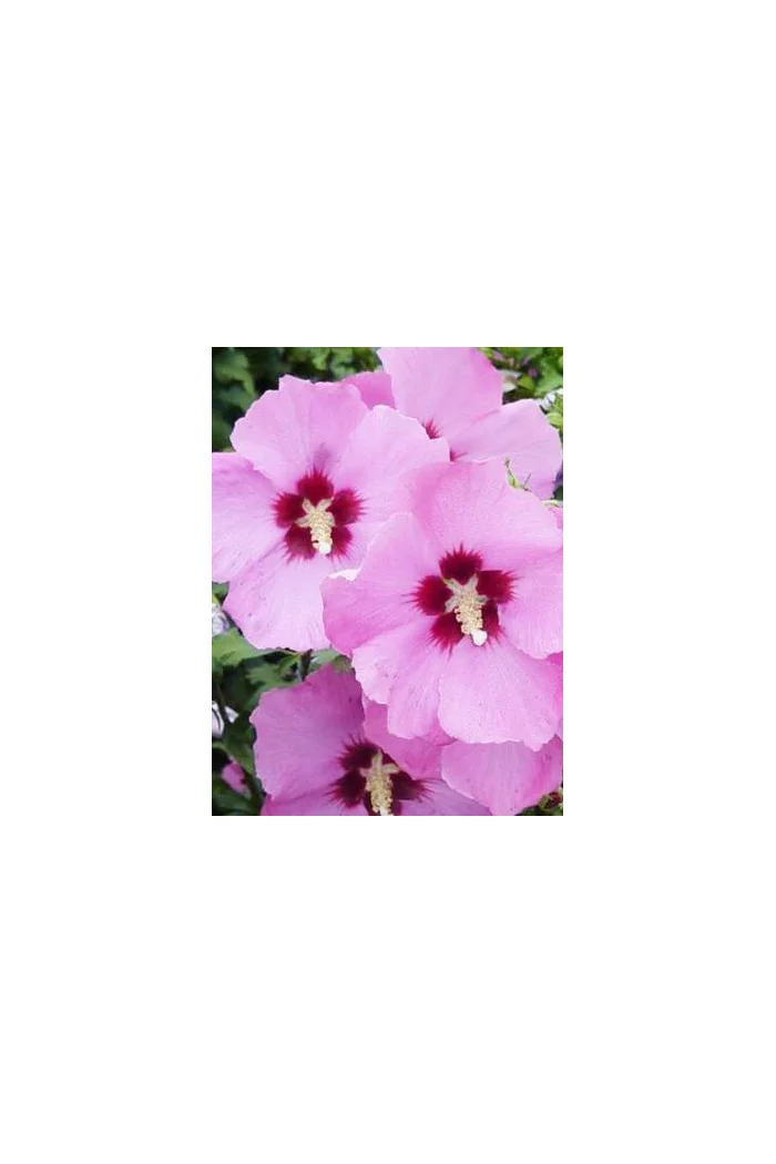 Ketmia syryjska 'Aphrodite' Hibiscus syriacus