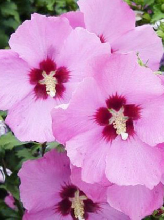 Ketmia syryjska 'Aphrodite' Hibiscus syriacus