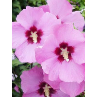 Ketmia syryjska 'Aphrodite' Hibiscus syriacus