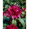 Różanecznik 'Polarnacht' | Rhododendron