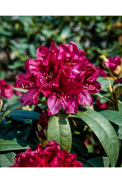 Różanecznik 'Polarnacht' | Rhododendron