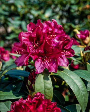 Różanecznik 'Polarnacht' | Rhododendron