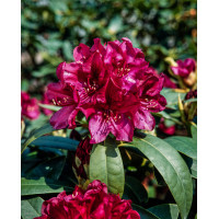 Różanecznik 'Polarnacht' | Rhododendron