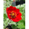 Pięciornik krwisty Potentilla atrosanquinea